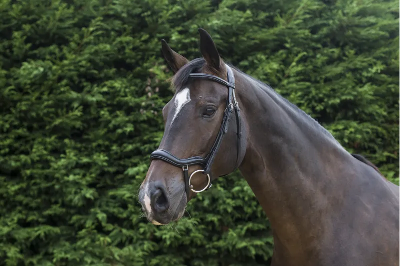 EcoRider EcoSoft Finesse Bridle Brown-8